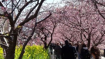 河津桜祭り1.jpg