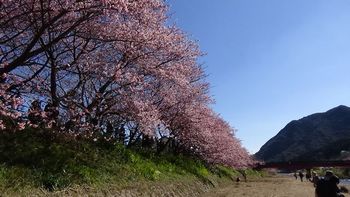 河津桜祭り3.jpg