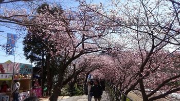 河津桜祭り6.jpg