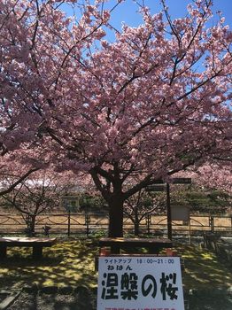 涅槃の桜.jpg